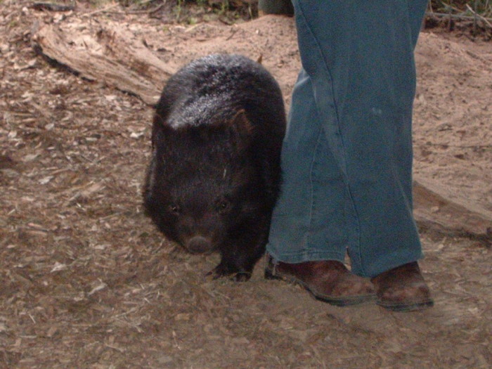 050 Wombat.jpg